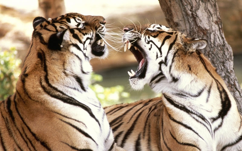 Spreading across the area of 65.56 acres, the Padmaja Naidu Himalayan Zoological Park in Darjeeling is home to some of the most endangered species of animals in India, including snow leopard, red pandas, and Himalayan Salamanders